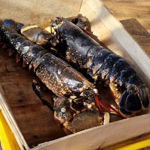 Homard - La table du Marais
